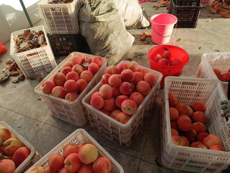 山东德州桃大量供应现摘现发保质保量欢迎致电咨询