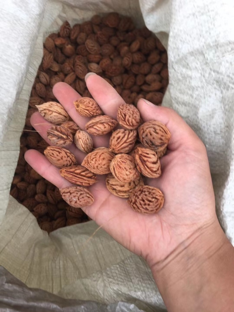 毛桃种子