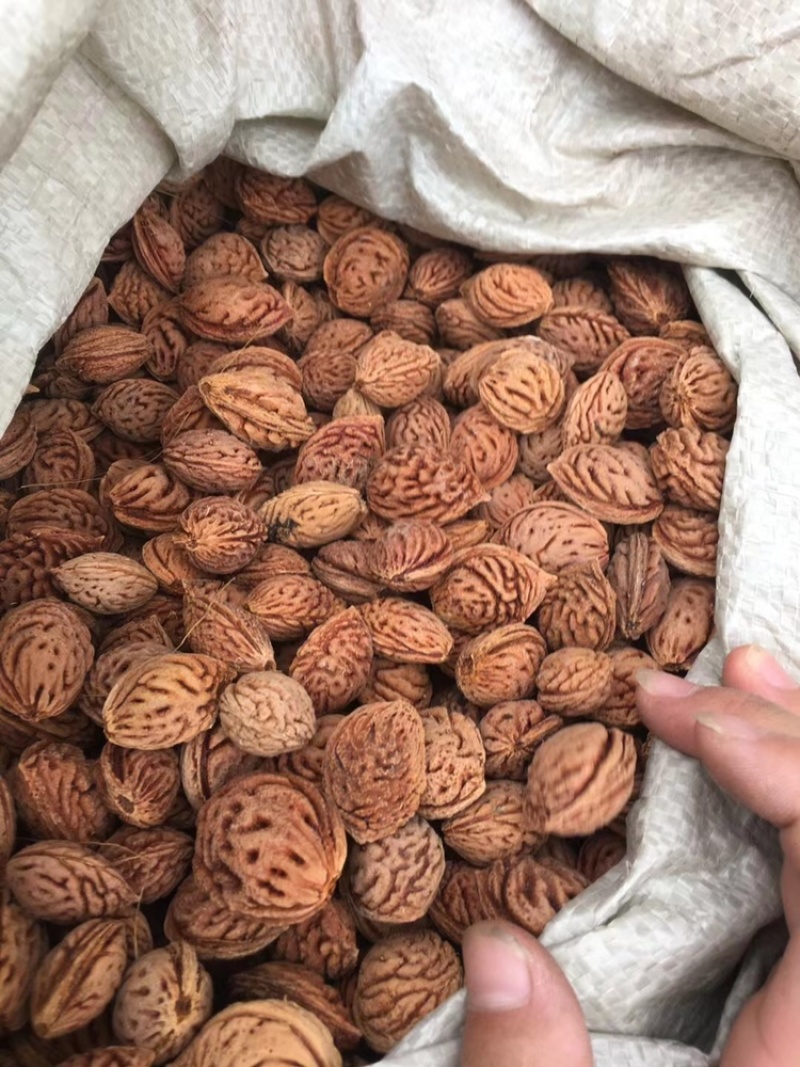 毛桃种子