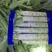 精品里外绿莴苣种子有需要的联系