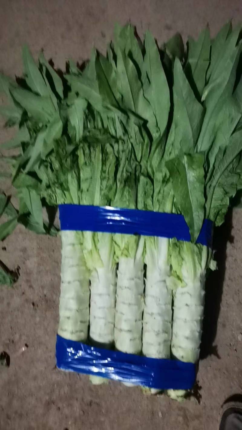 精品里外绿莴苣种子有需要的联系