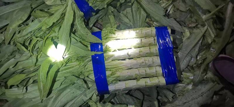 精品里外绿莴苣种子有需要的联系