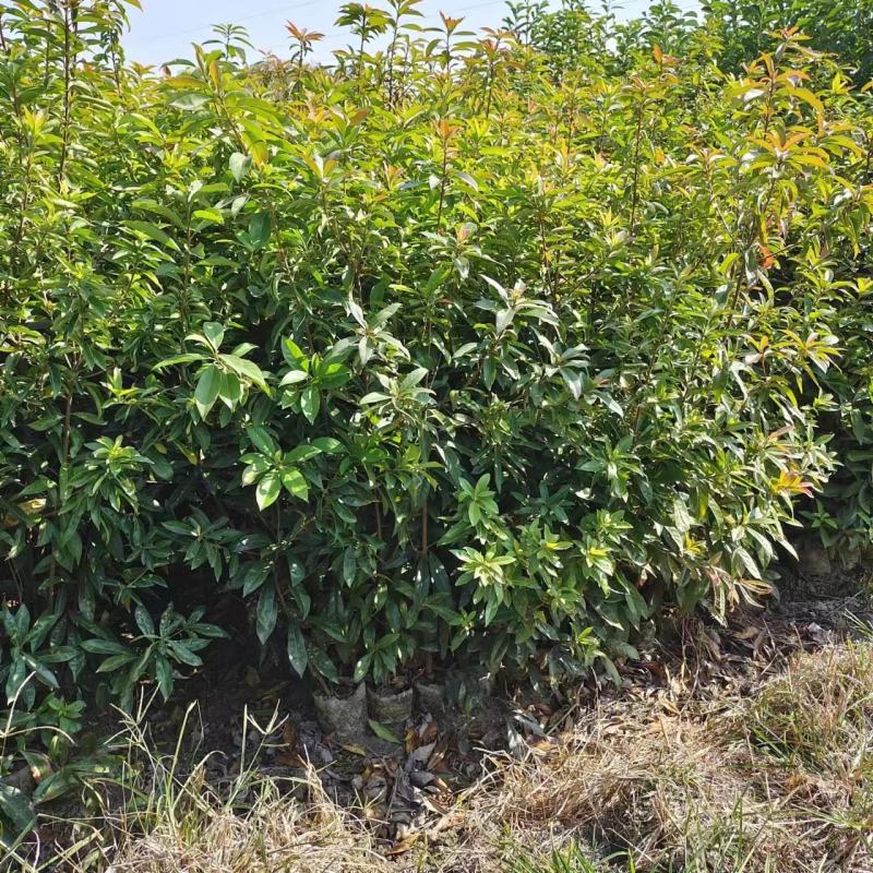 木荷杯苗、袋苗现货供应！欢迎来电咨询！