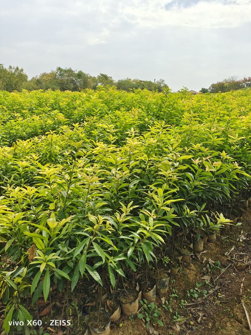 木荷杯苗、袋苗现货供应！欢迎来电咨询！