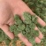 三七花，四年生，新货无硫无熏蒸，产地一手货源，实拍现货