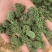 三七花，四年生，新货无硫无熏蒸，产地一手货源，实拍现货