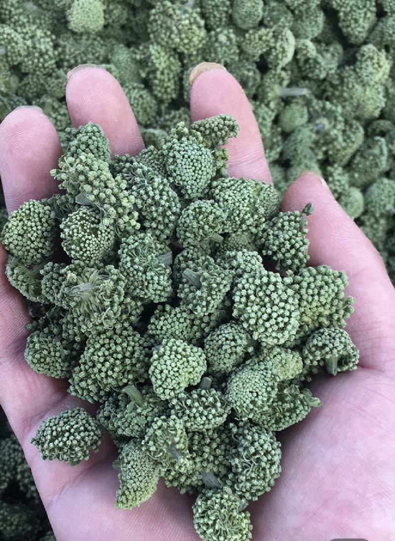 三七花，四年生，新货无硫无熏蒸，产地一手货源，实拍现货