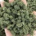 三七花，四年生，新货无硫无熏蒸，产地一手货源，实拍现货