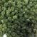 三七花，四年生，新货无硫无熏蒸，产地一手货源，实拍现货