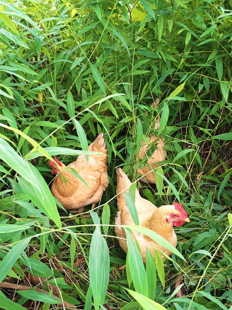 喂养稻谷走地鸡