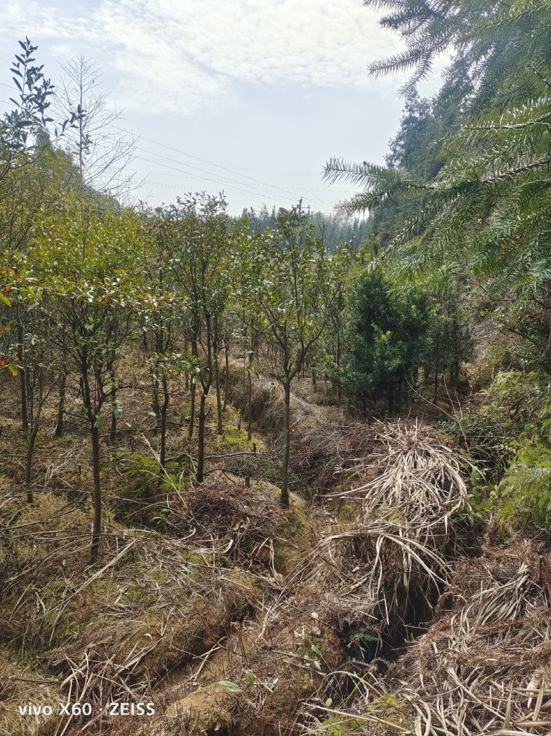 杜英、基地种植，自产自销