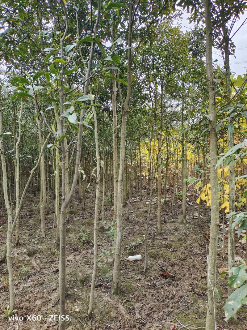 杜英、基地种植，自产自销