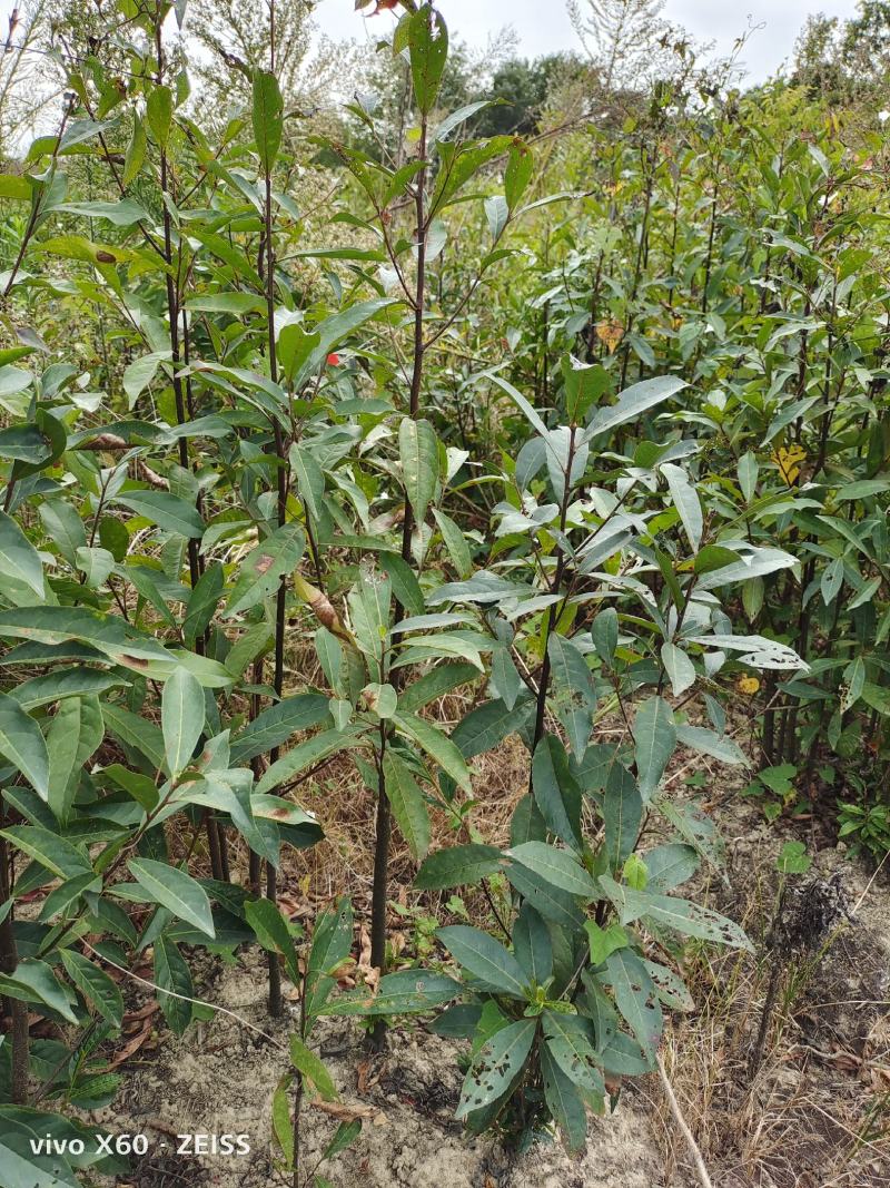 杜英、基地种植，自产自销