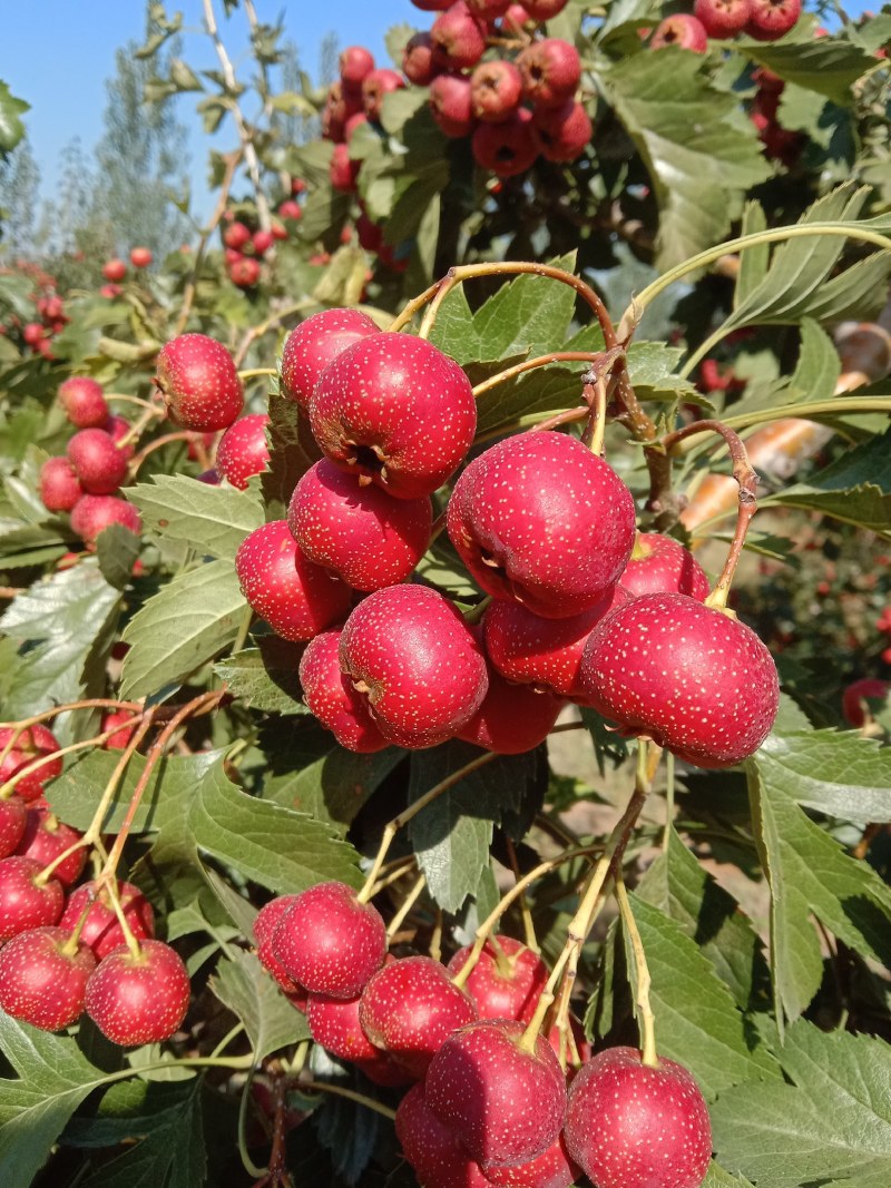 甜红子山楂，自家种植大量，欢迎优质批发商