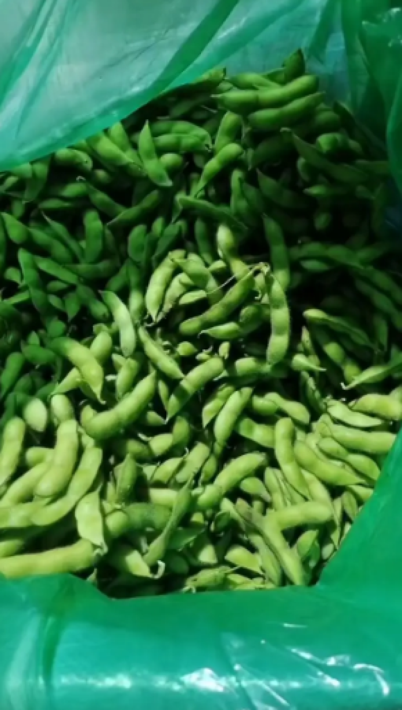 [热卖中]山东翠绿宝毛豆产地直发一手货源颗粒饱满支持视频