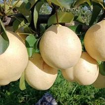 山农酥梨组培苗木外观更好晚熟果大高产浓甜无渣耐存放