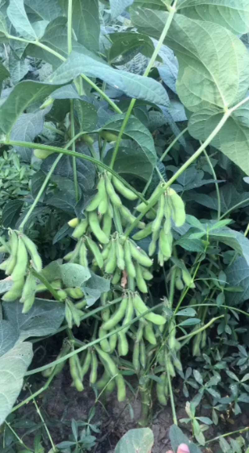 [热卖中]山东翠绿宝毛豆产地直发一手货源颗粒饱满支持视频
