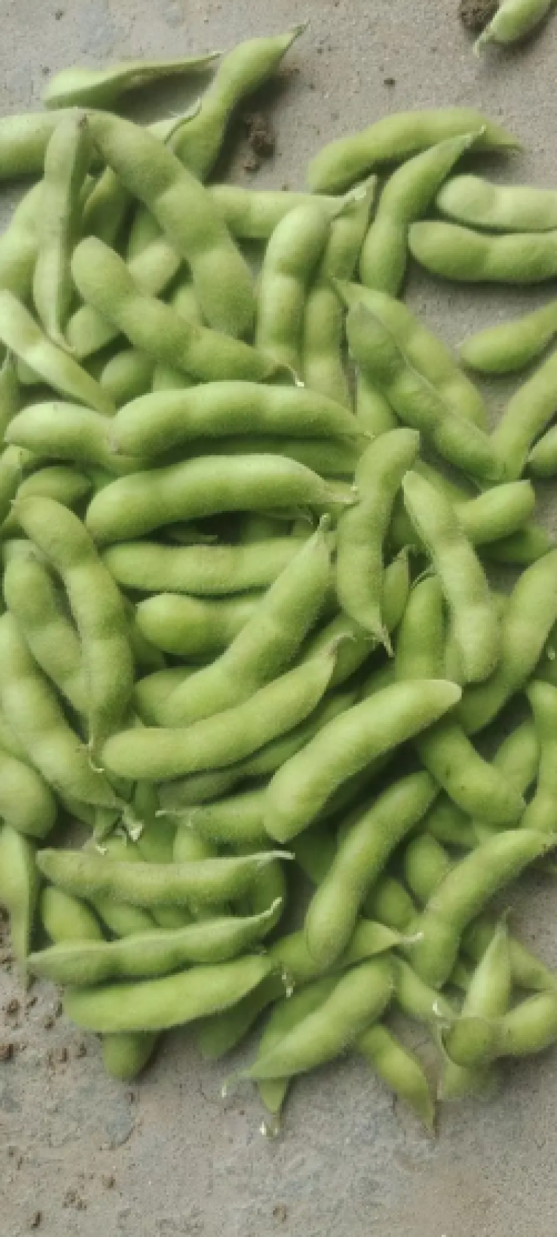 [热卖中]山东翠绿宝毛豆产地直发一手货源颗粒饱满支持视频