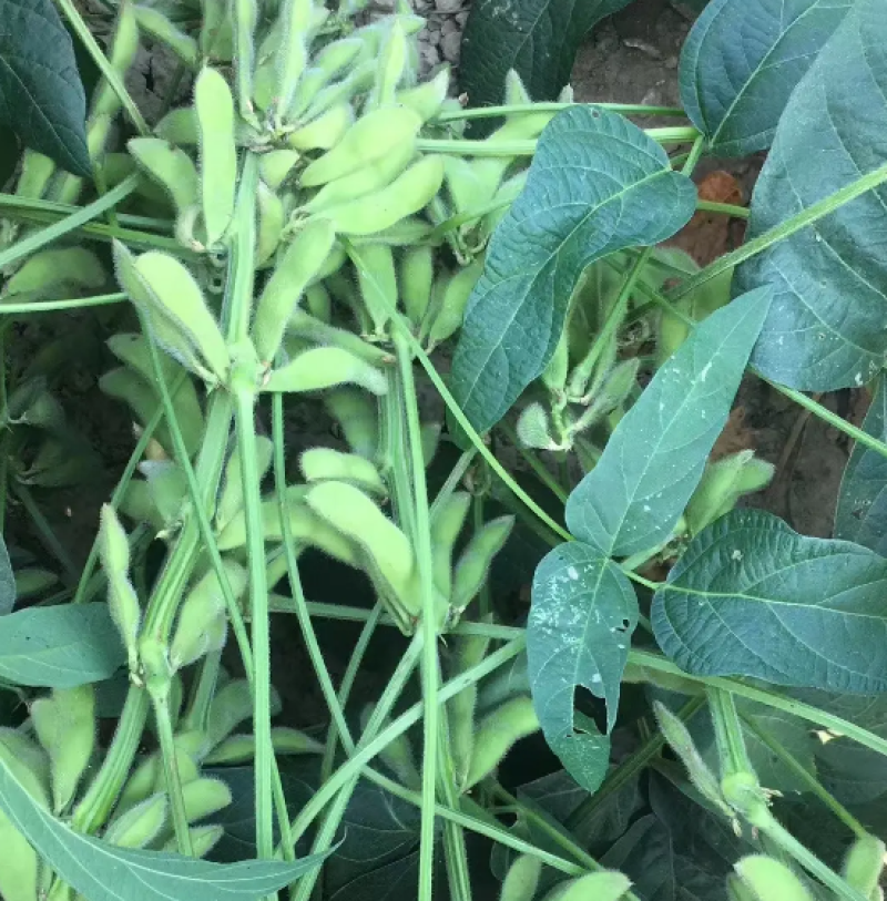[热卖中]山东翠绿宝毛豆产地直发一手货源颗粒饱满支持视频