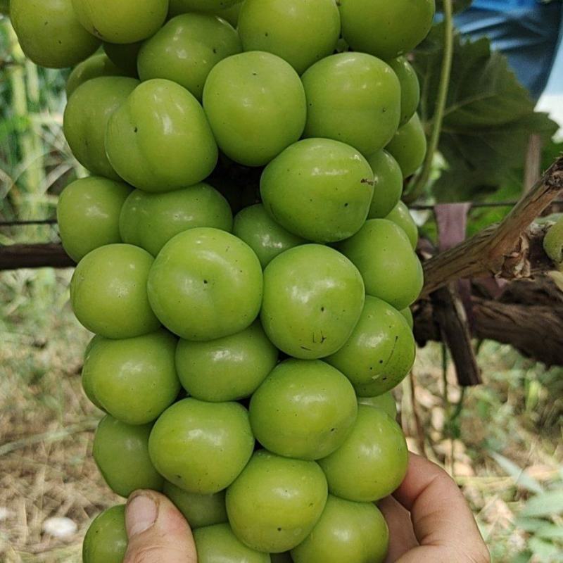 阳光玫瑰