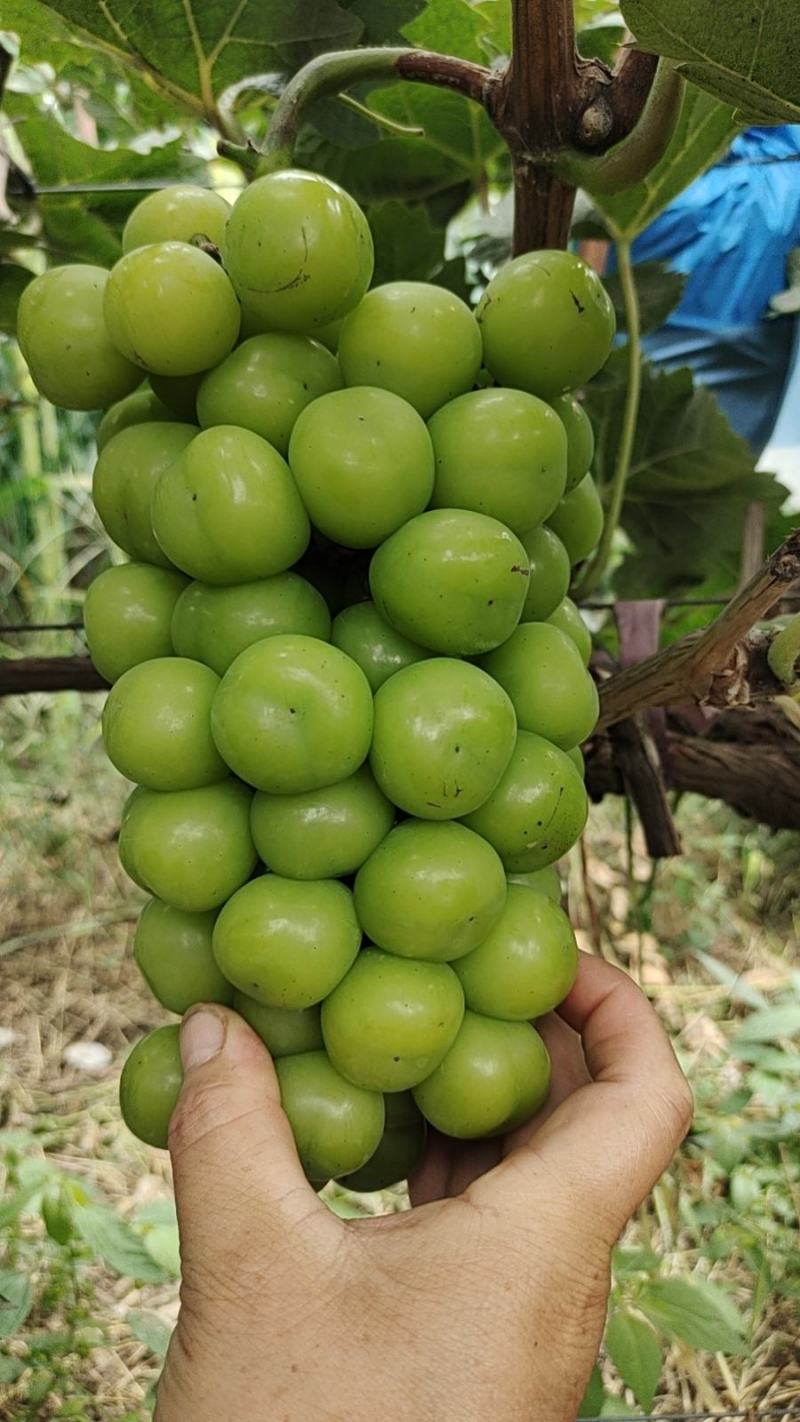 阳光玫瑰