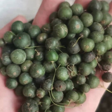 鸡头黄精种子，新产带皮鲜货，药材产业基地一手货源产地直销