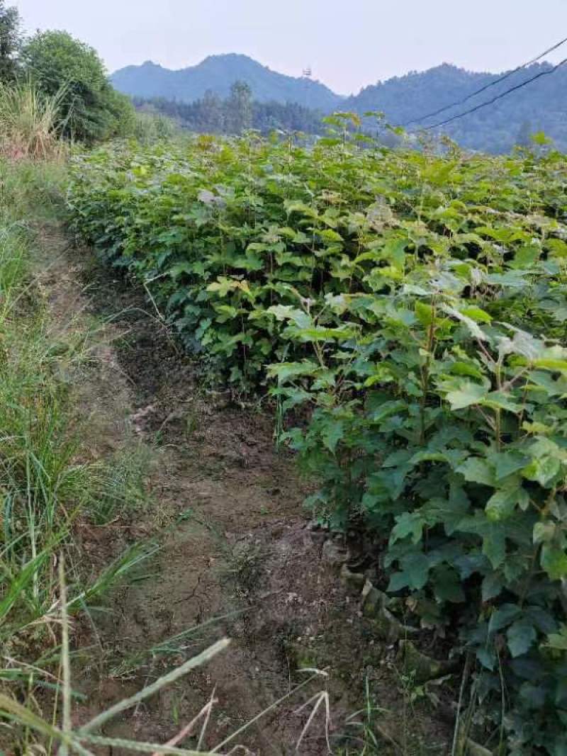 枫香杯苗、无纺布袋苗，欢迎来电咨询！