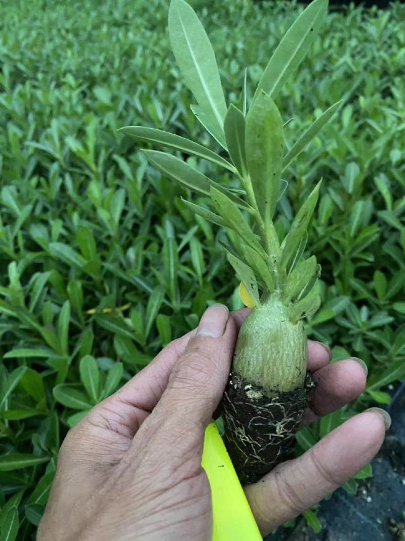 沙漠玫瑰，花卉盆栽，福建漳州基地直销多个规格可电商供货