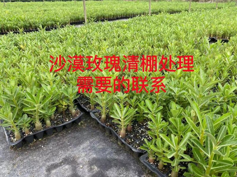 沙漠玫瑰，花卉盆栽，福建漳州基地直销多个规格可电商供货