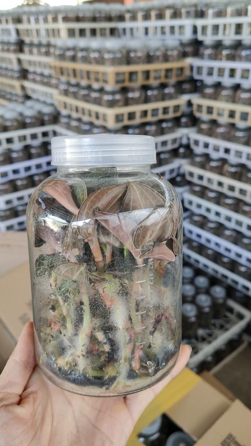 金线莲种植苗金线莲瓶苗训化苗送技术指导