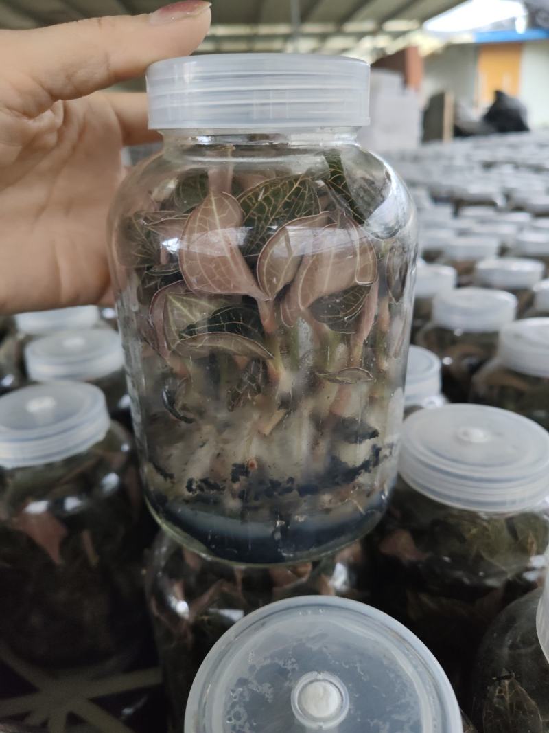 金线莲种植苗金线莲瓶苗训化苗送技术指导