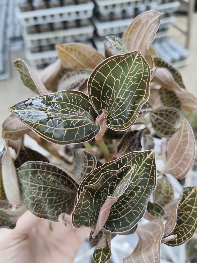 金线莲种植苗金线莲瓶苗训化苗送技术指导