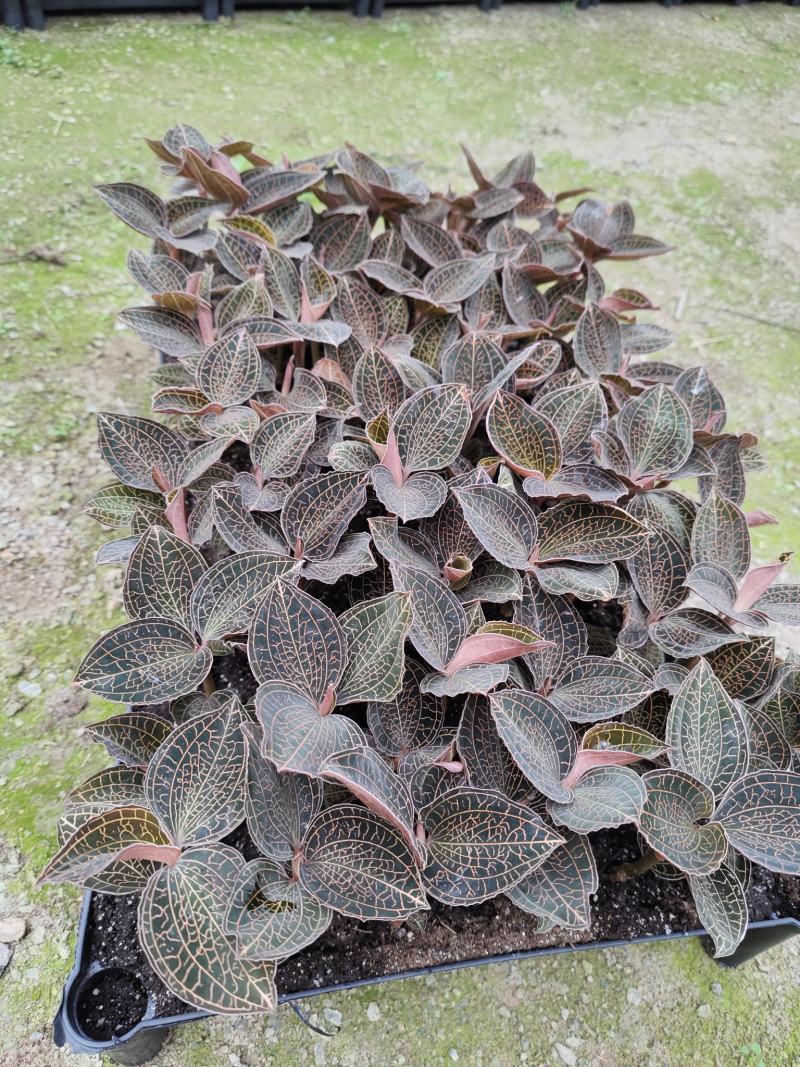 金线莲种植苗金线莲瓶苗训化苗送技术指导
