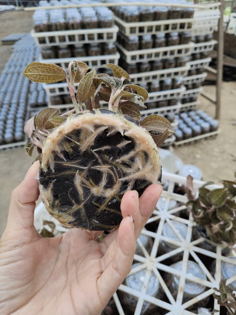 金线莲种植苗金线莲瓶苗训化苗送技术指导