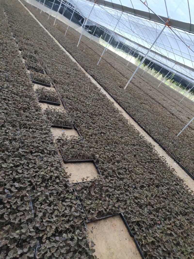 金线莲种植苗金线莲瓶苗训化苗送技术指导