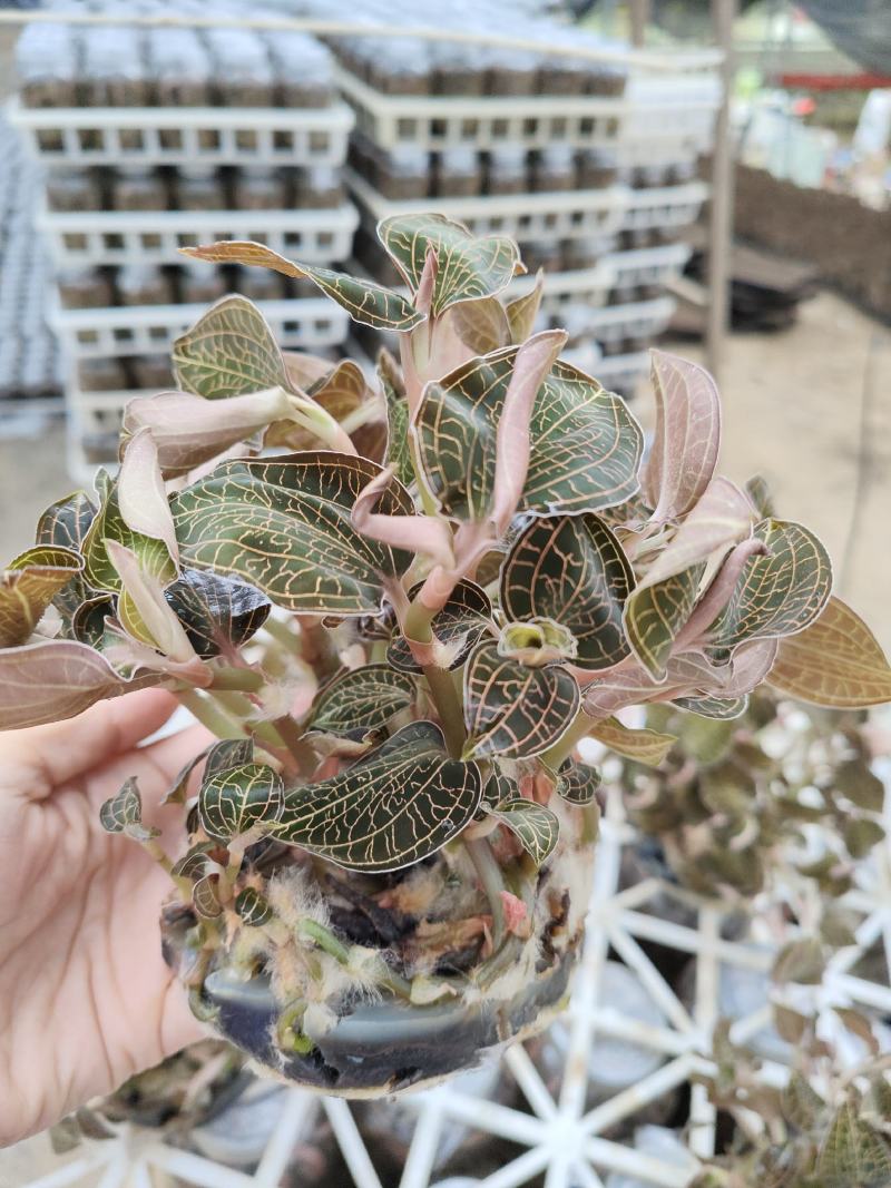 金线莲种植苗金线莲瓶苗训化苗送技术指导