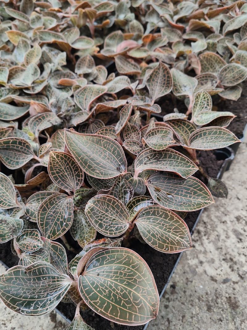 金线莲种植苗金线莲瓶苗训化苗送技术指导