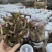 金线莲种植苗金线莲瓶苗训化苗送技术指导