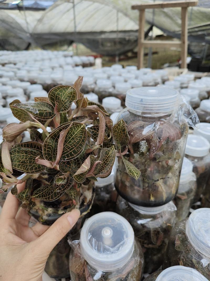 金线莲种植苗金线莲瓶苗训化苗送技术指导