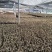 金线莲种植苗金线莲瓶苗训化苗送技术指导