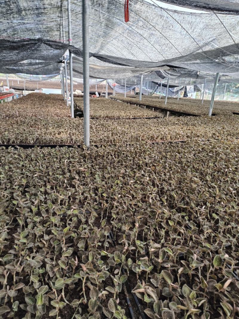 金线莲种植苗金线莲瓶苗训化苗送技术指导