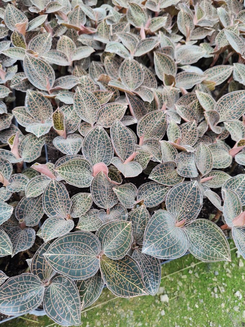 金线莲种植苗金线莲瓶苗训化苗送技术指导