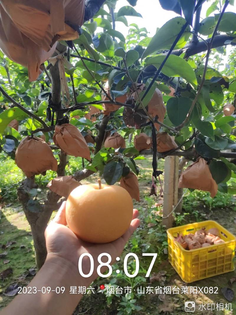 秋月梨