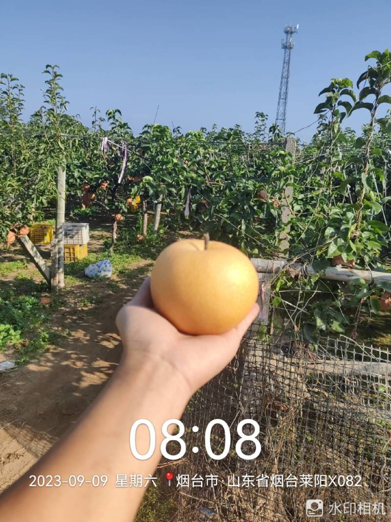 秋月梨