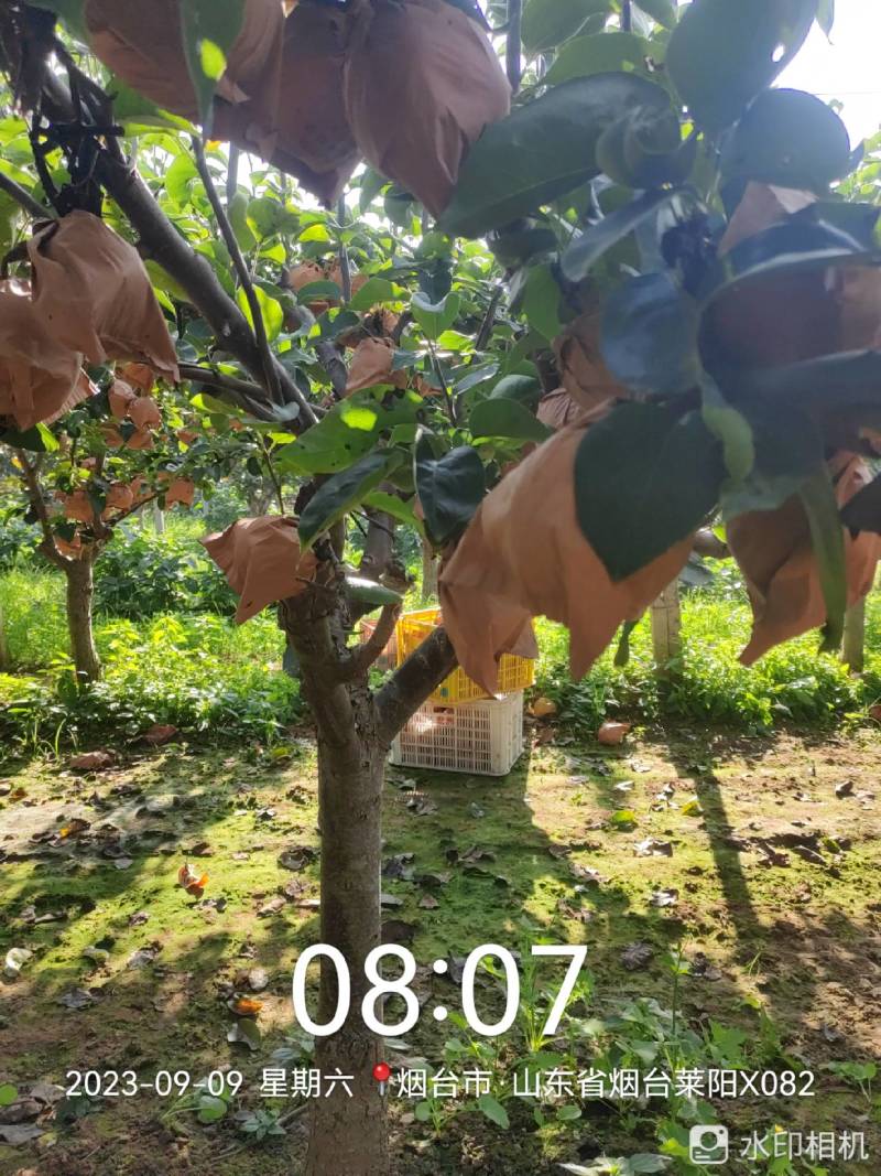 秋月梨