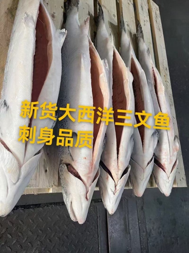 2025年新鲜三文鱼到货