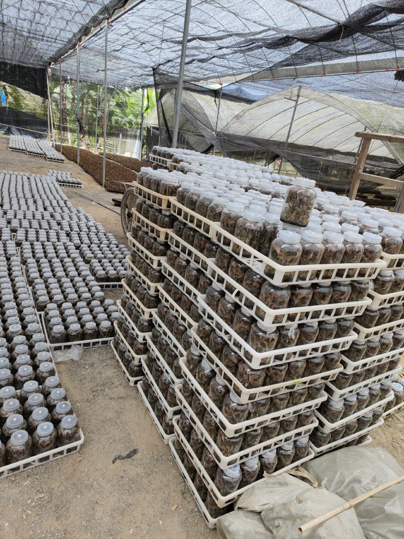 金线莲种植苗金线莲瓶苗训化苗送技术指导