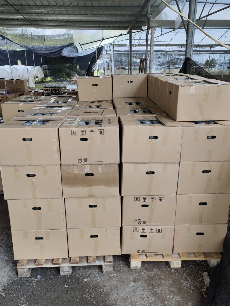 金线莲种植苗金线莲瓶苗训化苗送技术指导