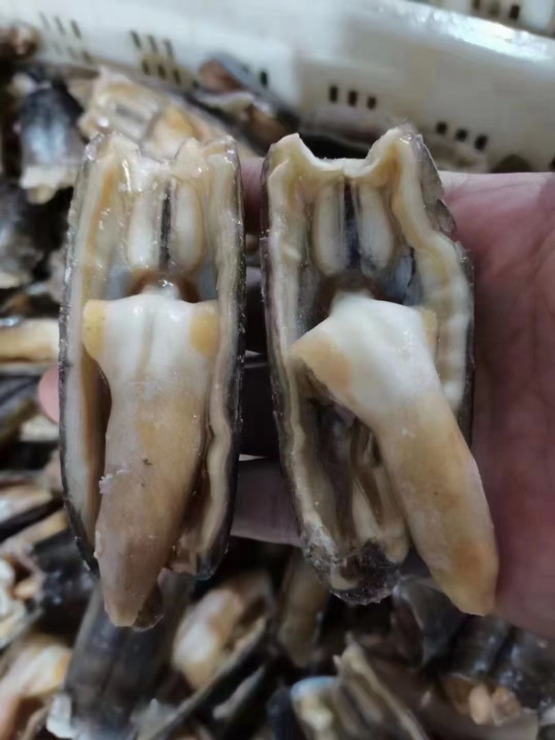 鲜活去沙嘴速冻贝类竹节蛏子刀把蛏王大竹蛏王鸭嘴蛏来片竹蛏