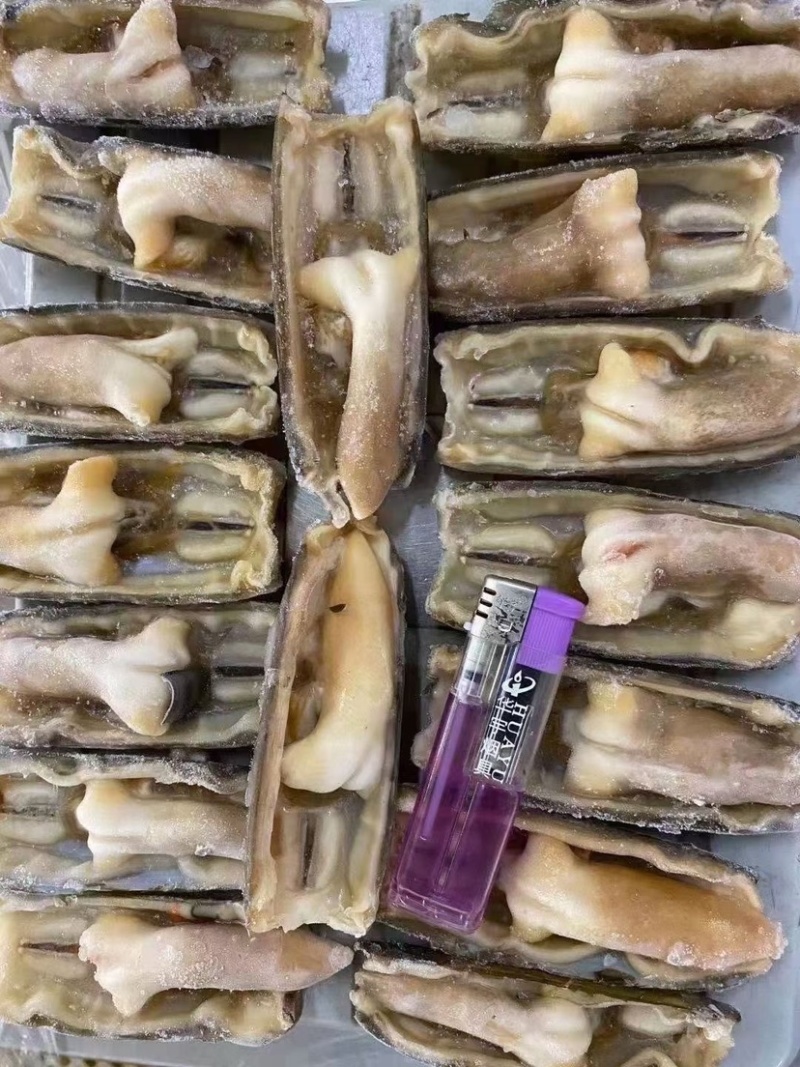 鲜活去沙嘴速冻贝类竹节蛏子刀把蛏王大竹蛏王鸭嘴蛏来片竹蛏
